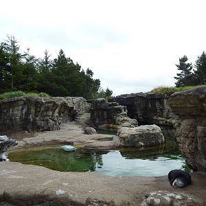 Sea Otter Exhibit - Southern + Northern Otters