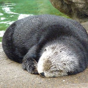 Sea Otter