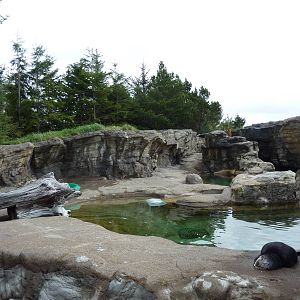 Sea Otter Exhibit - Southern + Northern Otters