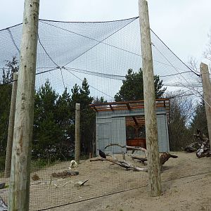 Turkey Vulture Exhibit