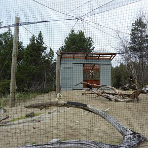 Turkey Vulture Exhibit