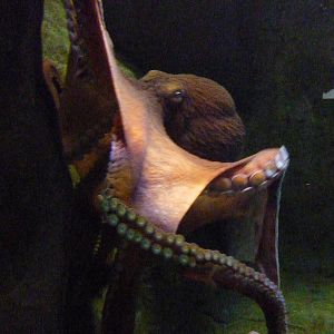 Giant Pacific Octopus