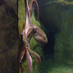 Giant Pacific Octopus