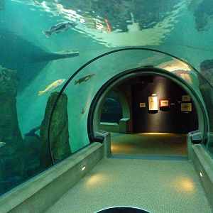 Passages of the Deep - Halibut Flats