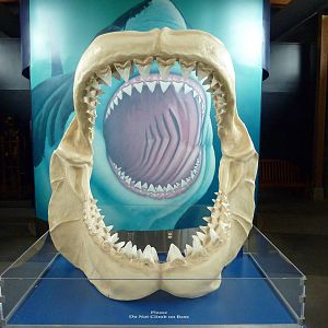 Megalodon Shark Mouth