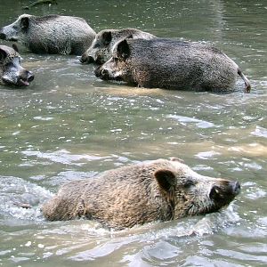 Wild Boars