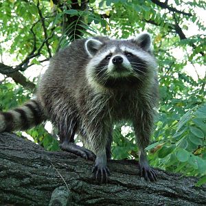 Raccoon