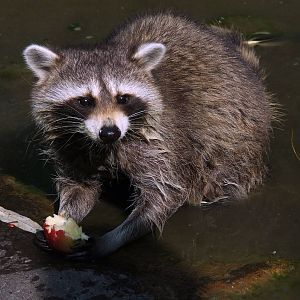 Raccoon