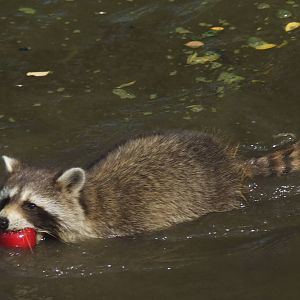 Raccoon swimming with apple