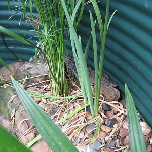Juvenile Saltwater Crocodile