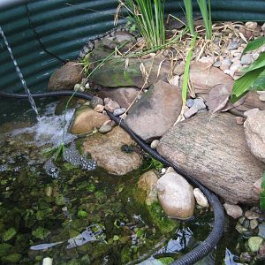 Juvenile Saltwater Crocodile tank interior
