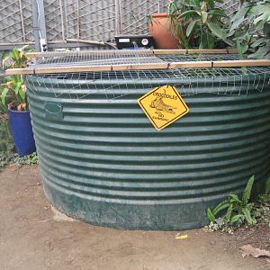 Juvenile Saltwater Crocodile tank exterior