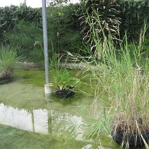 Saltwater Crocodile pool