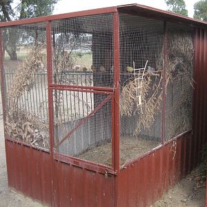 Aviary with canaries and diamond doves.