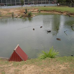 Duck pond