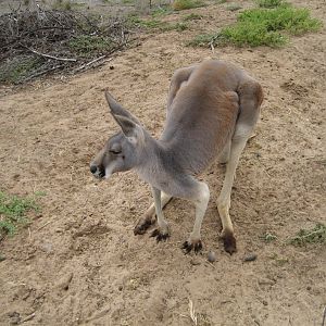 Red Kangaroo female