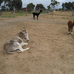 Free-ranging donkey and alpacas