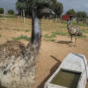 Emu emclosure
