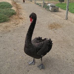 Aggressive Black Swan