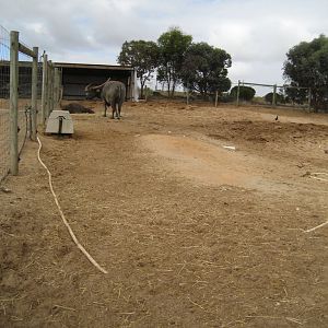 Ostrich and Water Buffalo enclosure