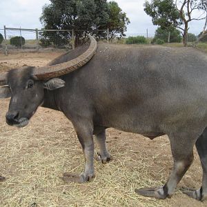 Water Buffalo