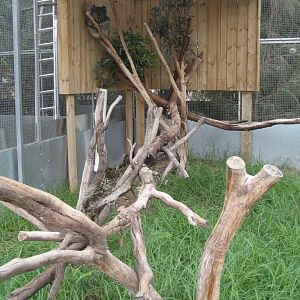 Koalas yard