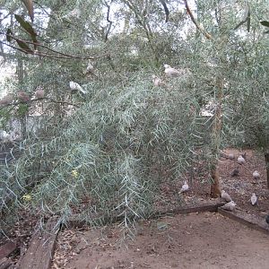 Barbary Doves in walkthrough aviary