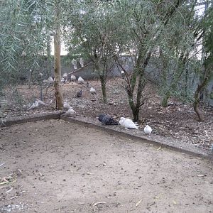 Barbary Doves in walkthrough aviary