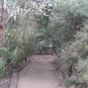 Walkthrough Barbary dove aviary