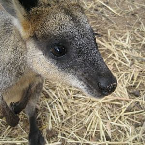 Swamp Wallaby