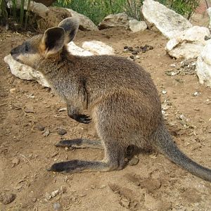 young Swamp Wallaby