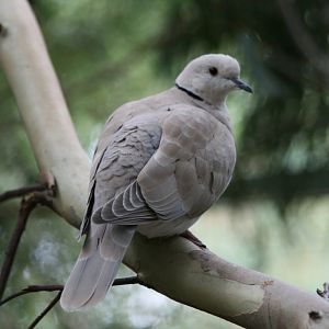 Barbary Dove in the walkthrough.