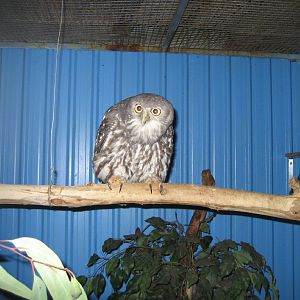 Barking Owl