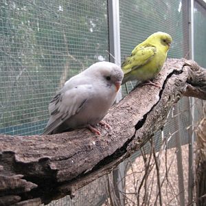 Budgies