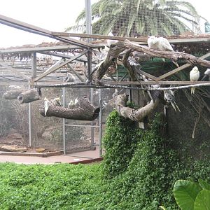 Cockatiels and Budgies