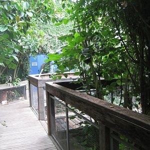 Interior of Croc hothouse