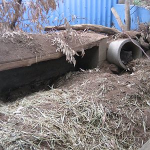 Wombat enclosure