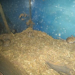 Spinifex Hopping Mice