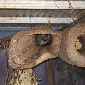 Brushtail Possum