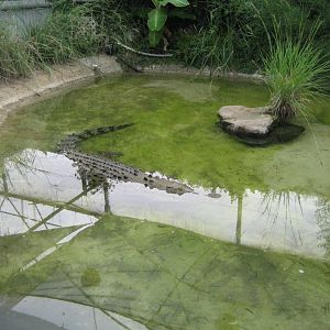 Saltwater Crocodile "Heartburn"