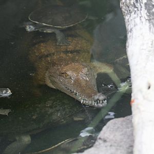 Freshwater Crocodile