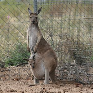 Western Grey Kangaroo