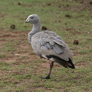 Free-ranging Cape Barren Goose