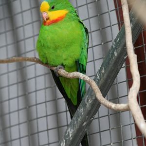 Superb Parrot