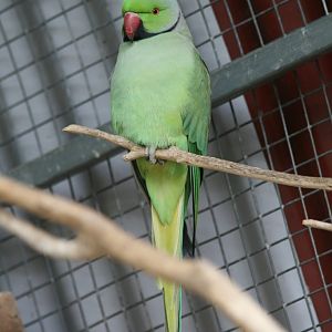 Ringneck Parrot