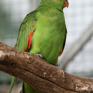 Redwing Parrot female