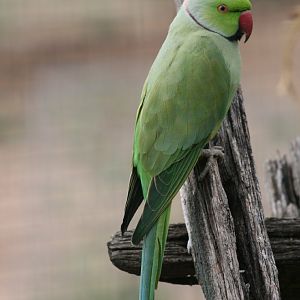 Ringneck Parrot