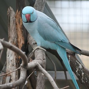 Blue Ringneck Parrot