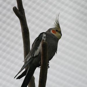 Cockatiel