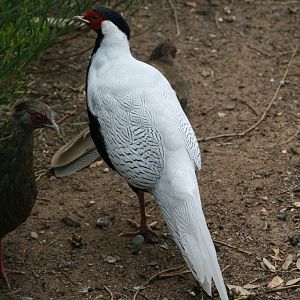 Silver Pheasant